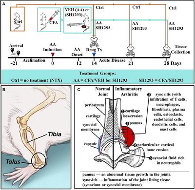 Driving β2- While Suppressing α-Adrenergic Receptor Activity Suppresses Joint Pathology in Inflammatory Arthritis